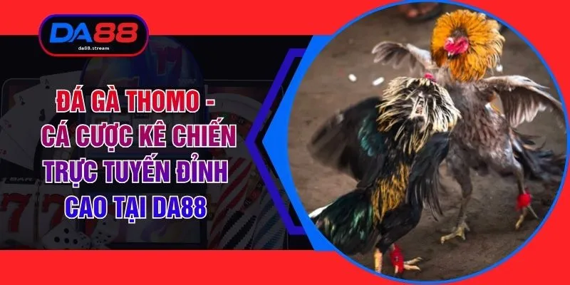 Đá Gà Thomo - Cá Cược Kê Chiến Trực Tuyến Đỉnh Cao Tại DA88 1 Đá Gà Thomo - Cá Cược Kê Chiến Trực Tuyến Đỉnh Cao Tại DA88