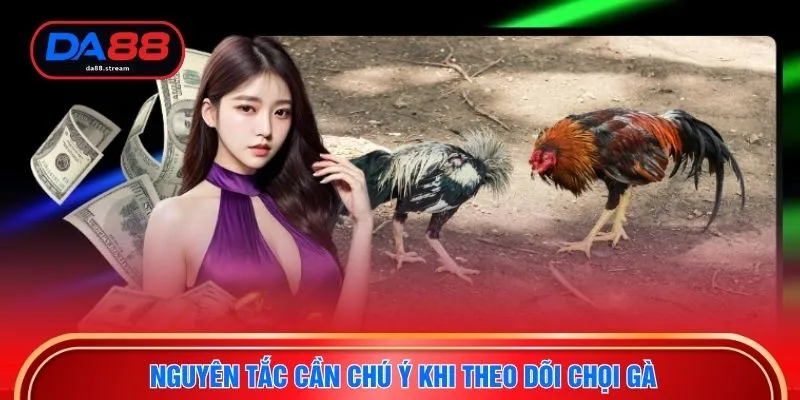 Đá Gà Thomo - Cá Cược Kê Chiến Trực Tuyến Đỉnh Cao Tại DA88 3 Nguyên tắc cần chú ý khi theo dõi chọi gà