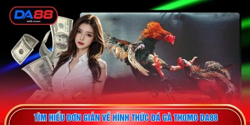 Đá Gà Thomo - Cá Cược Kê Chiến Trực Tuyến Đỉnh Cao Tại DA88 2 Tìm hiểu đơn giản về hình thức đá gà Thomo DA88
